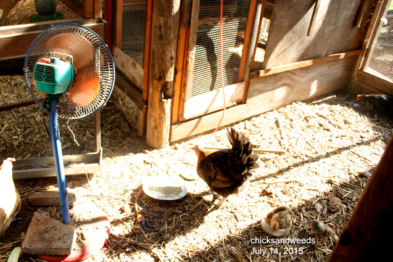 She remained surrounded by the energy and sounds of a thriving flock, just protected from eager roosters