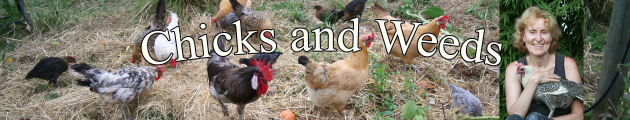 Chicks and Weeds – Holistic Gardening with Chickens